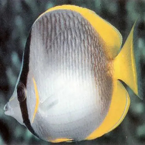 Somali Butterfly (Chaetodon leucopleura) - Marine World Aquatics
