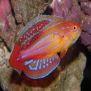 African Diamond Tail Dwarf Parrot (Paracheilinus attenuatus) - Marine World Aquatics