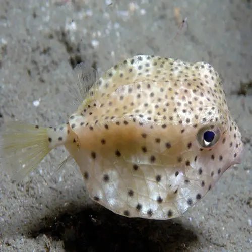 box fish for sale uk Common Boxfish