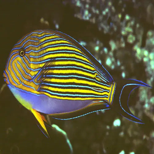 Clown Tang Acanthurus lineatus Striking Blue Striped