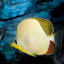 Gold Rim Butterfly (Chaetodon xanthocephalus) - Marine World Aquatics