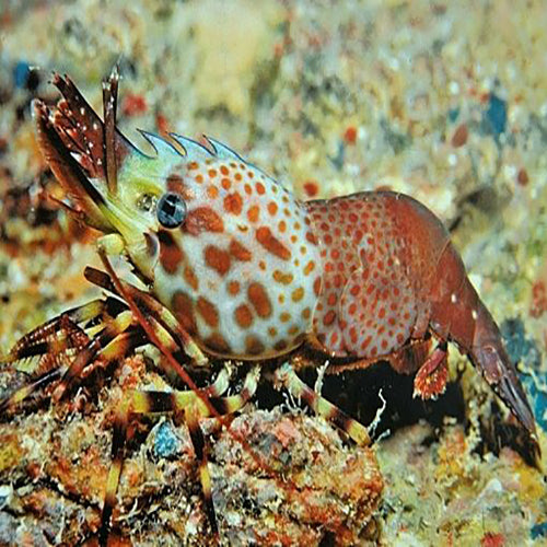 Jewel Shrimp (Saron inermis) - Marine World Aquatics