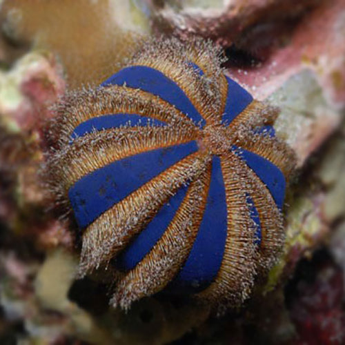 Spineless Urchin - Red/Blue (Mespilia globulus) - Marine World Aquatics