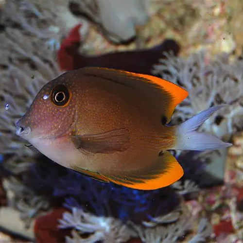 Tomini Tang (Ctenochaetus Tominiensis) – Marine World Aquatics