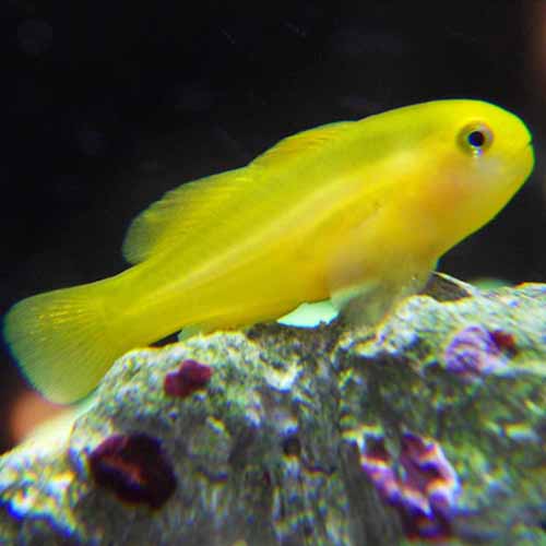 Yellow Goby (Gobiodon okinawae) - Marine World Aquatics
