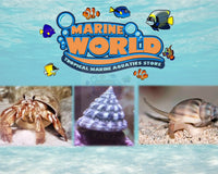 The Essential Guide to Hermit Crabs, Turbo Snails, and Nassarius Snails