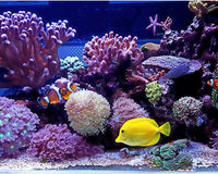 Marine Fish Aquarium: Complete Guide for Beginners and Enthusiasts
