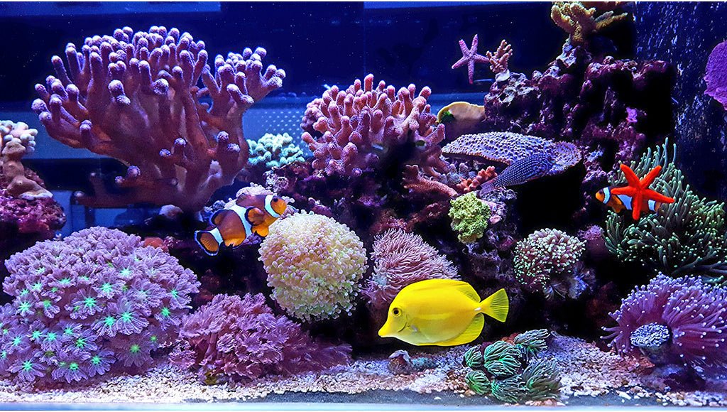 Marine Fish Aquarium: Complete Guide for Beginners and Enthusiasts Marine World Aquatics