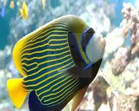 Angel Fish For Sale At Marine World Aquatics