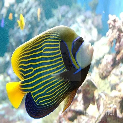 Angel Fish For Sale At Marine World Aquatics