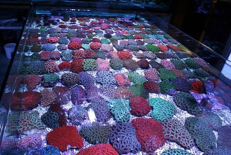 Button Cultured Acan (Acanthastrea spp)