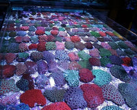 The Ultimate Guide to Button Cultured Acan (Acanthastrea spp)