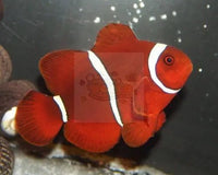 Everything That You Need To Know About The Clownfish