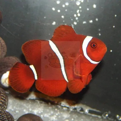 Clownfish