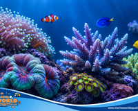 Coral Compatibility: Can LPS and SPS Live in the Same Tank?