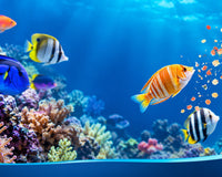 How Many Times a Day Should I Feed Marine Fish?