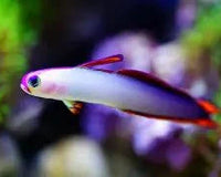 How to look after gobies