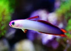How to look after goby