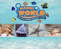 Keep Your Marine Aquarium Pets Happy With These