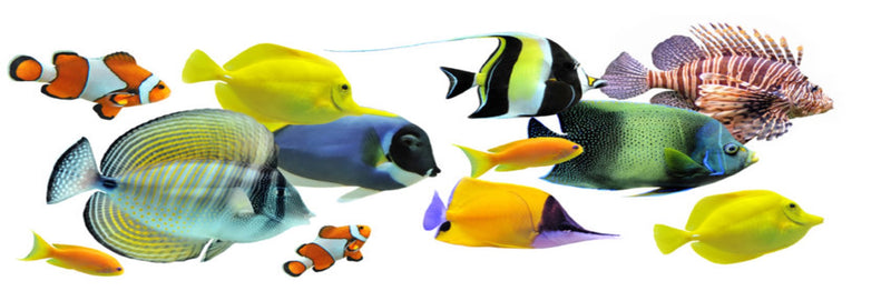 a group of different colored fish swimming in the water