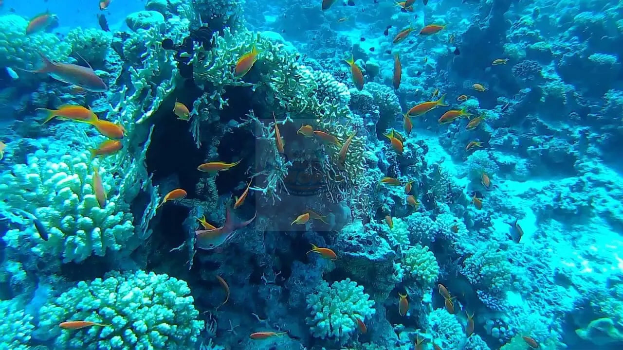 Marine Fish Retailer UK