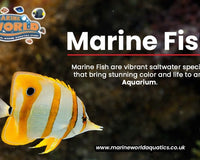 Marine Fish – A Complete Guide for Aquarium Enthusiasts