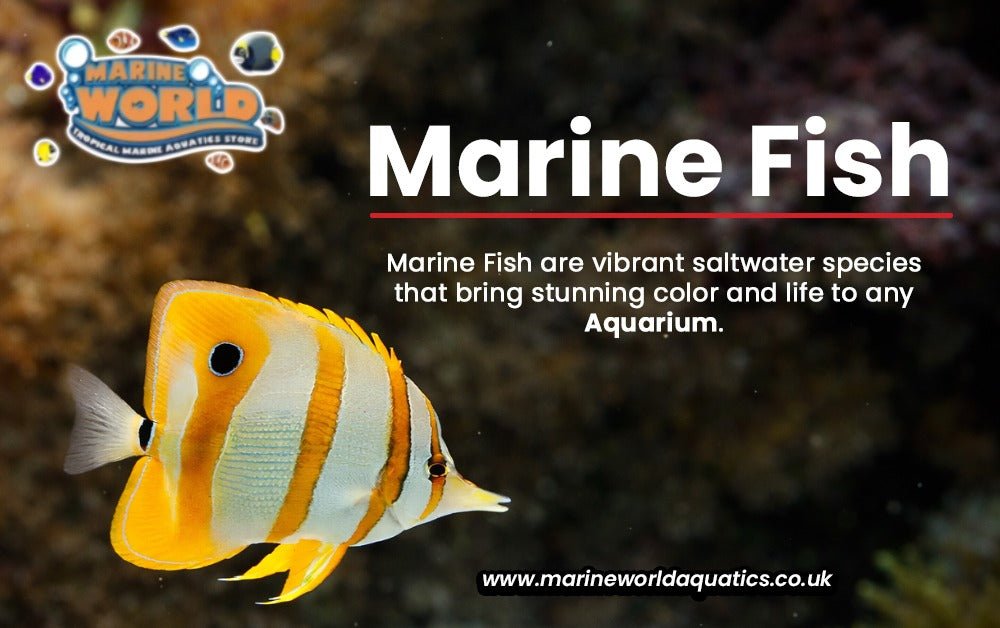 Marine Fish – A Complete Guide for Aquarium Enthusiasts Marine World Aquatics