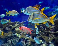 Colourful Marine Reef Fish to Brighten Up Your Aquarium