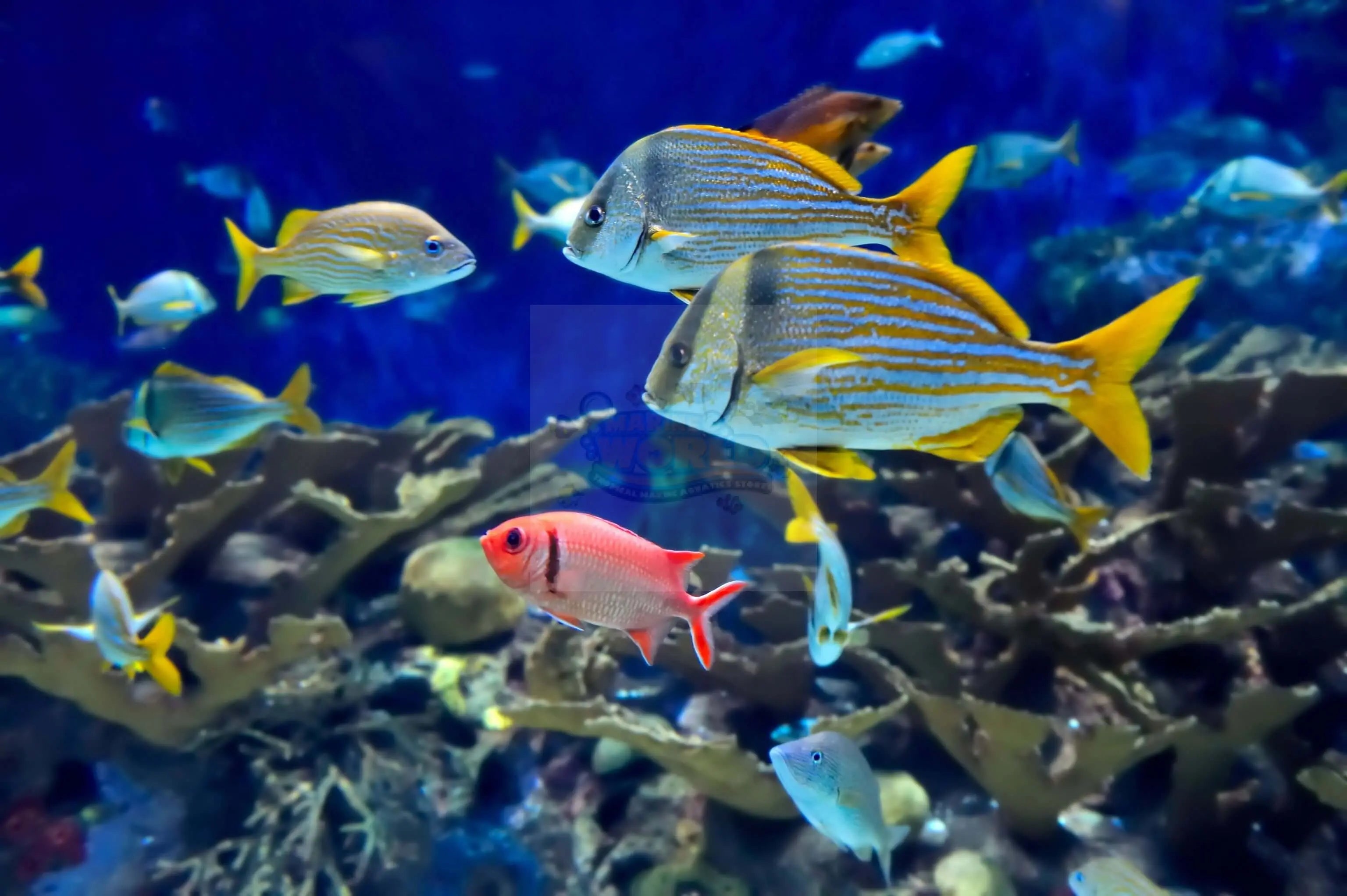 Marine Reef Fish