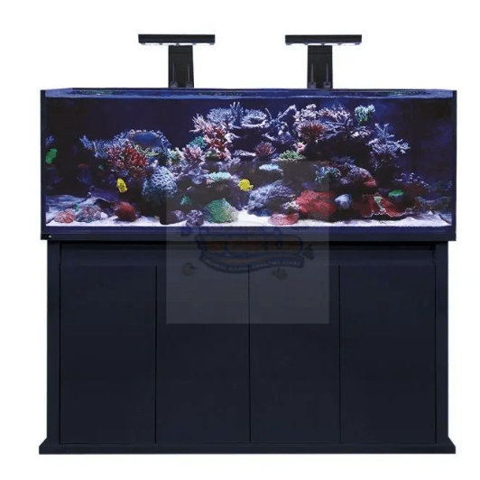 Marine Aquariums – What Factors To Think Of Before Buying One? Marine World Aquatics