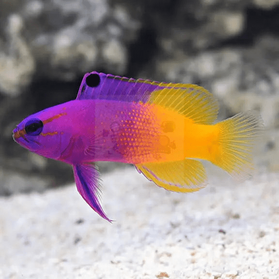 Top 4 Fish Food Mistakes Most Owners Make Marine World Aquatics