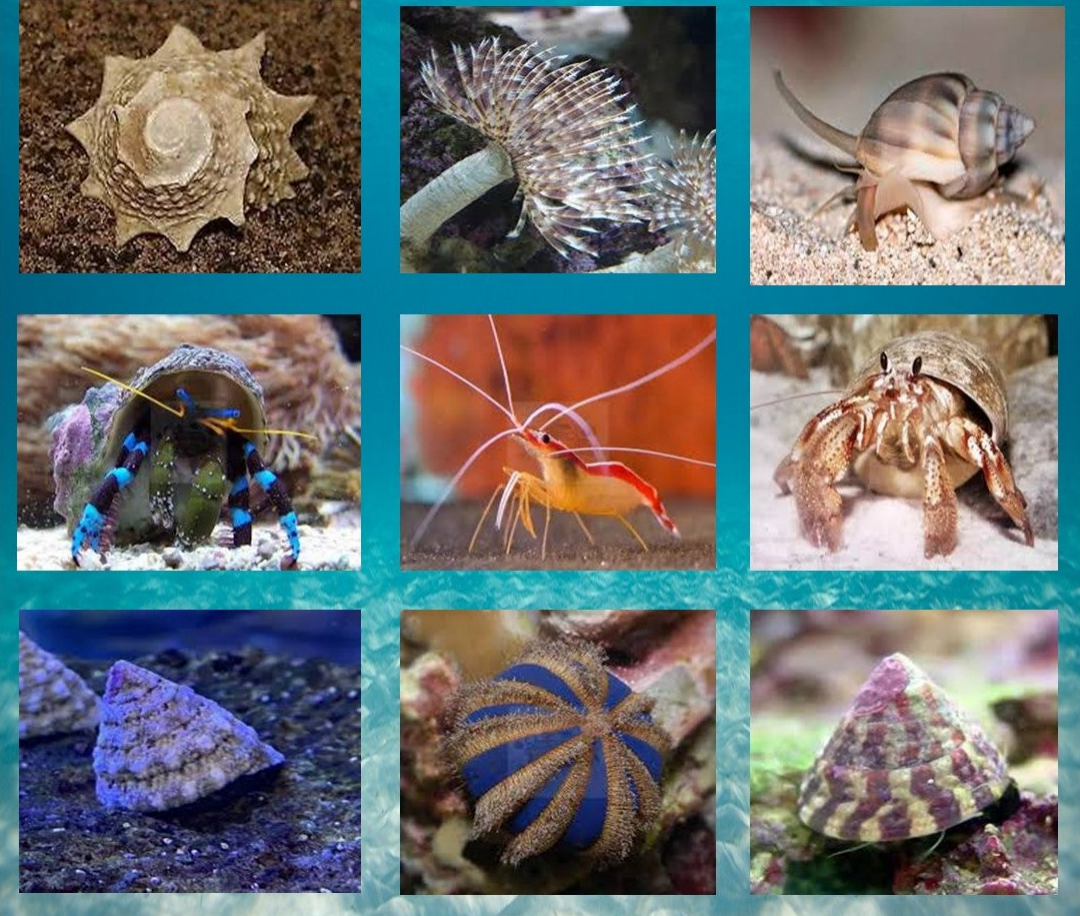 Why You Want a Marine Saltwater Clean up Crew for Your Fish Tank? Marine World Aquatics