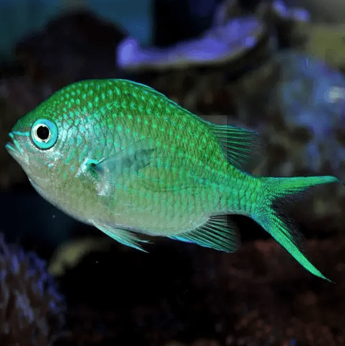 Enjoy the Mesmerizing Wonders of Ocean Depths with Beautiful Aquarium Fishes Marine World Aquatics