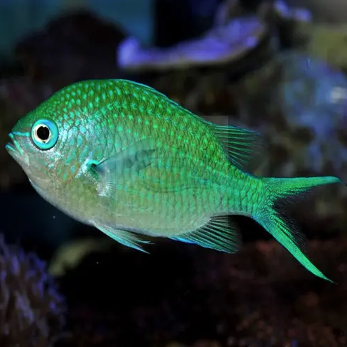 Enjoy the Mesmerizing Wonders of Ocean Depths with Beautiful Aquarium Fishes