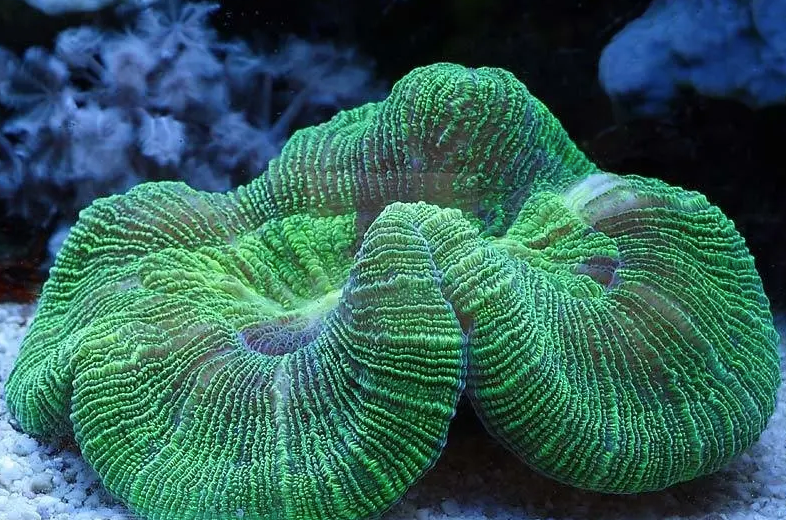What Can You Add To Your Fish Aquarium Marine World Aquatics