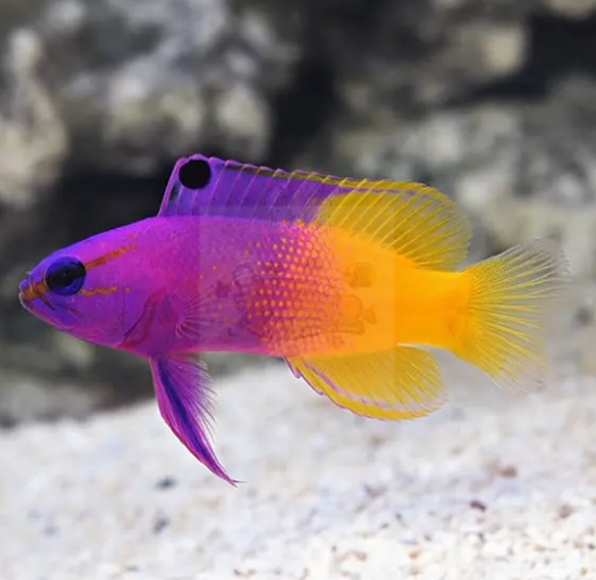 A Comprehensive Guide On Marine Fish Maintenance