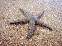 Sand Sifting Starfish