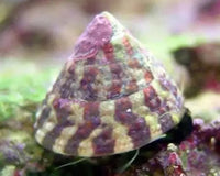 What Are the Best Snails and Invertebrates for Your Aquarium?