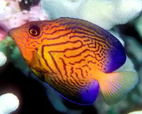 Keeping The Surgeon Fish: What You Need To Know