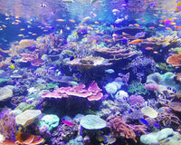 Dive into the Deep: A Beginner's Guide to Saltwater Tank Care