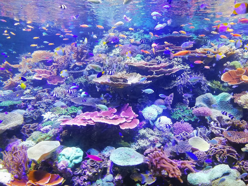 A Beginner's Guide to Saltwater Tank Care
