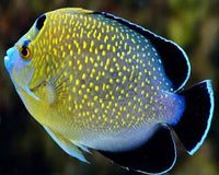 Everything For The Marine Fish Enthusiast At Marine World Aquatics