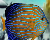 Thinking About Buying Angelfish or Stingrays?