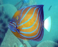 Keeping Marine Creatures As Pets Is A Truly Absorbing Hobby