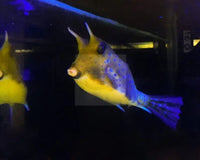 DISCOVER THE FASCINATING LONGHORN COWFISH: NATURE'S UNDERWATER WONDER