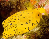 The Beauty of Boxfish