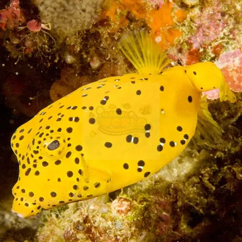 Discover the Beauty of Boxfish – Marine World Aquatics