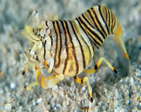 A Huge Choice Of Invertebrates For Your Home Aquarium