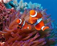 Antibacterial Aquarium Medications