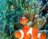 A Huge Selection Of Corals And Other Invertebrates